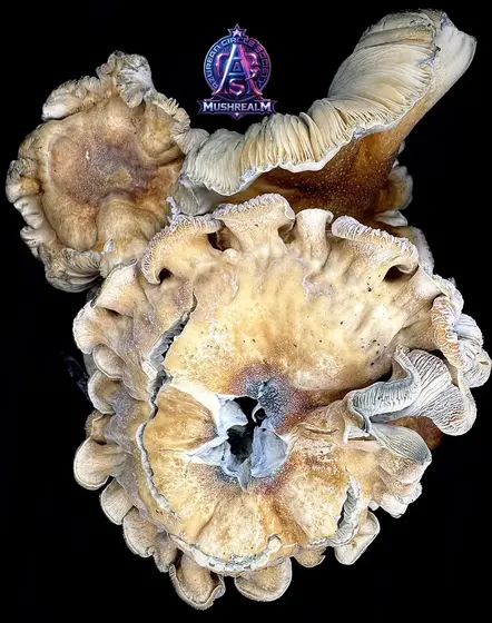 Steel Water - Isolated Spore Syringe