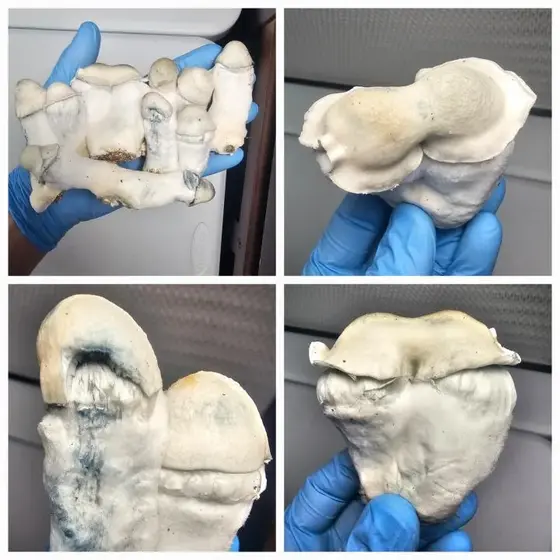 Albino Gumby Research Plate