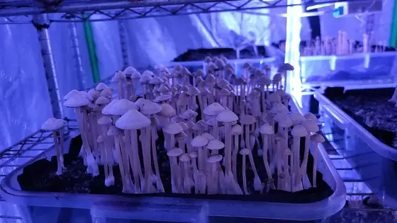 Okeechobee Pan Cyan Spore Print by White Rabbit Myco