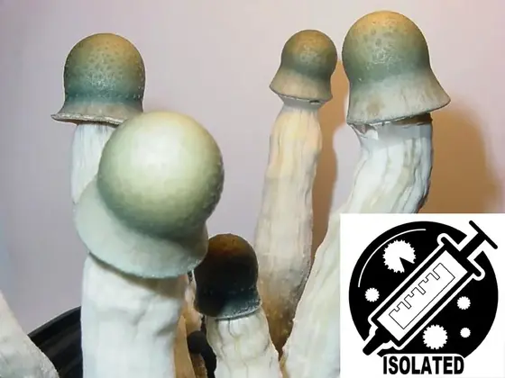 Psilocybe cubensis : Penis Envy Uncut Spore Isolate Syringe by Sporeworks