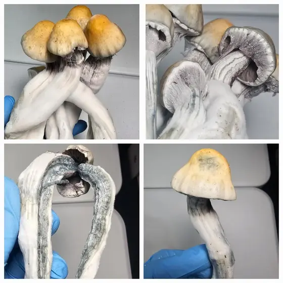 El Champo Research Plate by Fungus Frequency
