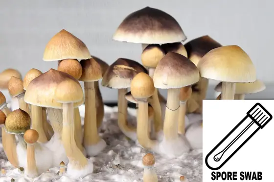 Psilocybe cubensis : Purple Mystic Spore Swab by Sporeworks