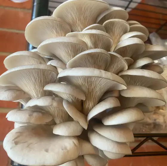 Oyster Mushroom Grow Kit by Culture Shrooms