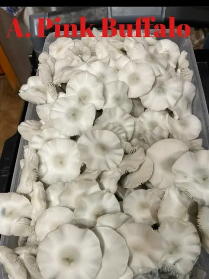 Albino Pink Buffalo by TecheGenetics