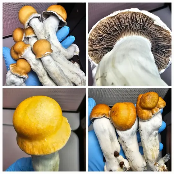 Au Roz Research Plate