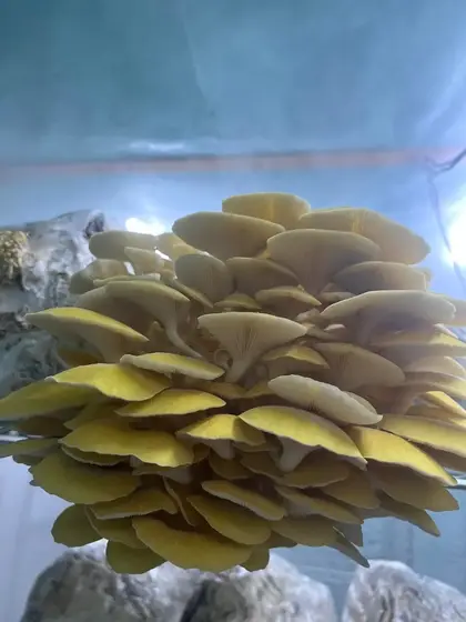 Golden Oyster Plate