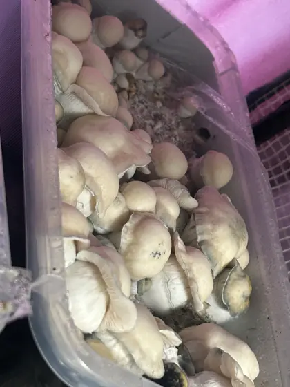 Albino Monsta Mak Spore Swab Set by Mr Rogers Labz llc