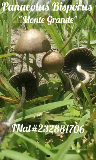 Mexican Mystery Pan Spore Print