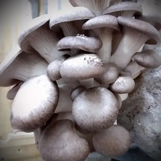 Black Pearl Oyster Plate