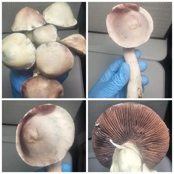 Specter Research Plate by Fungus Frequency