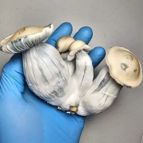 Volomni Research Plate by Fungus Frequency