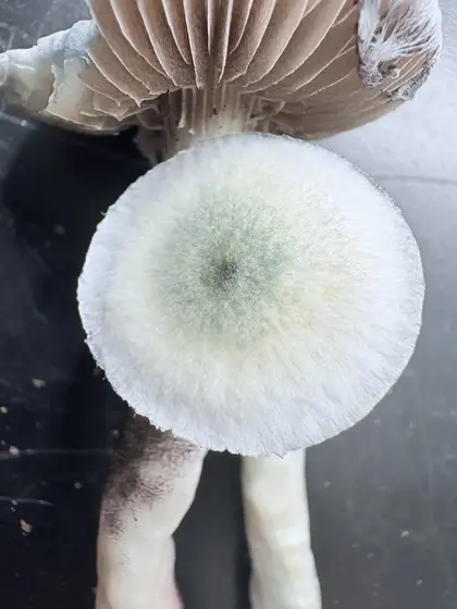 StoneMans ISO Psilocybe Ochraceocentrata