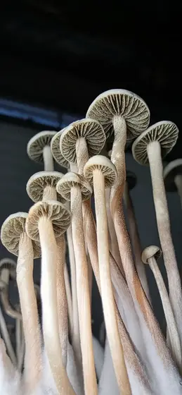 Panaeolus Cyanescens "Machete" Spore Print