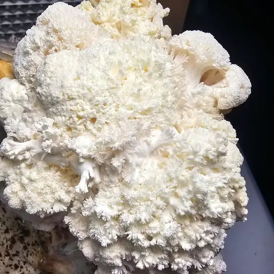 Lion's Mane (Hericium Erinaceus) Culture Plate by Fungus Frequency