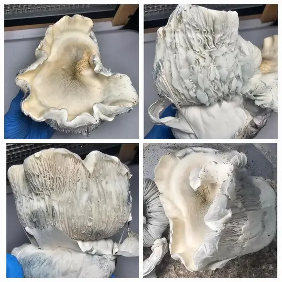 Albino Mystery 1219 Research Plate