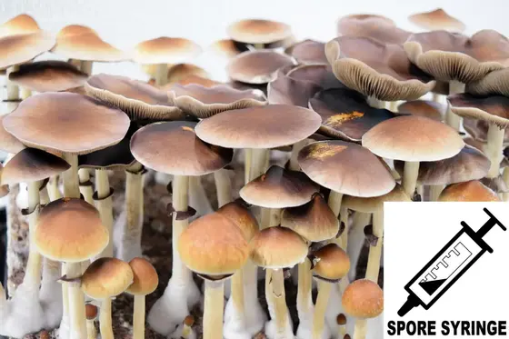 Psilocybe cubensis : B+ Strain Spore Syringe (MS) by Sporeworks