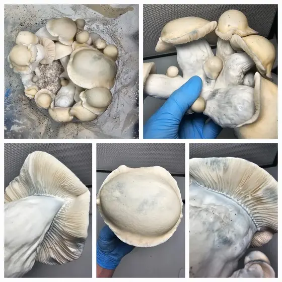 Blasher Research Plate