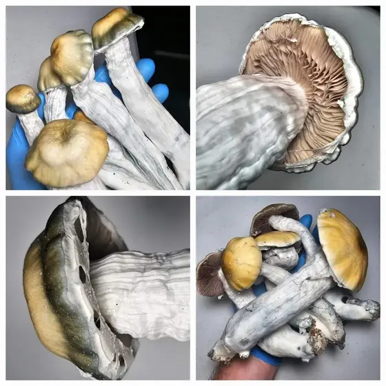 Otherside Research Plate by Fungus Frequency