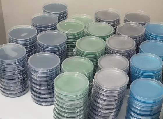 1 - 100mm MEY Agar Plate