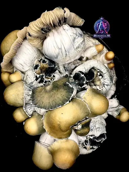 Bluey Vuitton - Isolated Spore Syringe