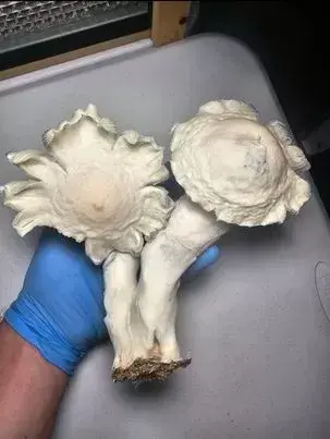Mjolnir Research Plate by Fungus Frequency