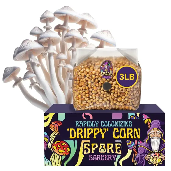 3lb Drippy Corn Grain Spawn | FREE SHIPPING