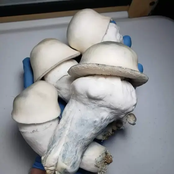 Iceberg Research Plate by Fungus Frequency