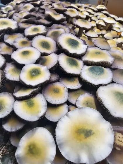 Psilocybe Ochraceocentrata (Aff. Natalensis) Green Cap Research Plate by Fungus Frequency