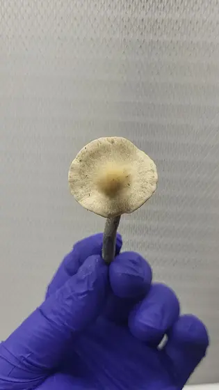 Everglades Pan Cyan Spore Print by White Rabbit Myco