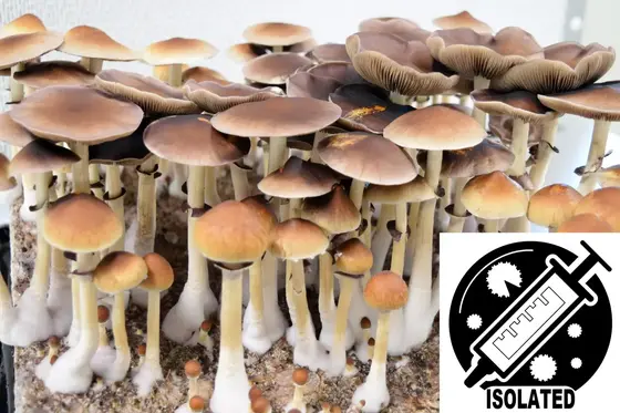 Psilocybe cubensis : B+ Strain Spore Isolate Syringe by Sporeworks