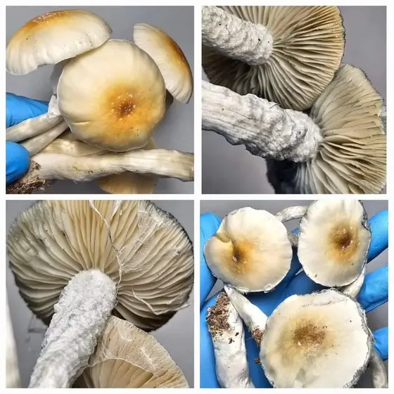Natal Hills Research Plate by Fungus Frequency