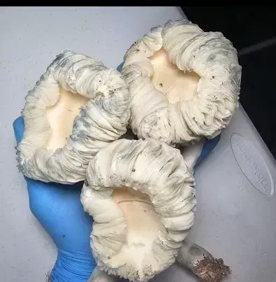 Unidentified Fungal Phenomenon (UFP) Research Plate by Fungus Frequency