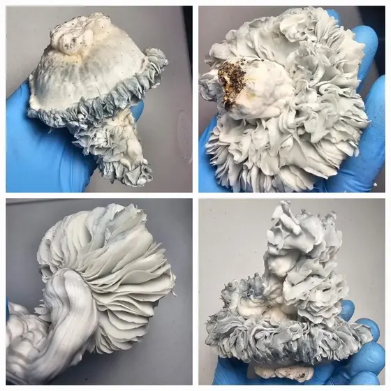 Albino Chocolate Krinkle Research Plate