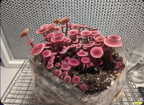 Gymnopilus luteofolius Research Plate by Fungus Frequency