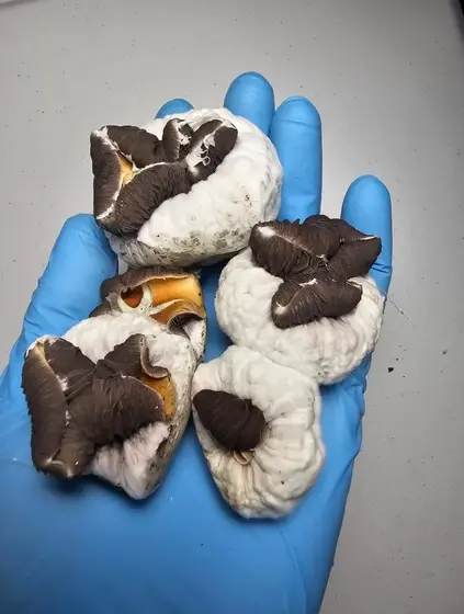 Peyote Cut OG Research Plate by Fungus Frequency