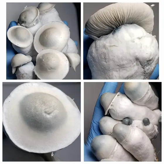 Casper Research Plate
