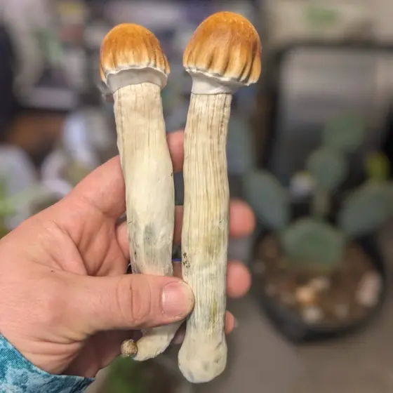 SV-10R by Sonoran Spores
