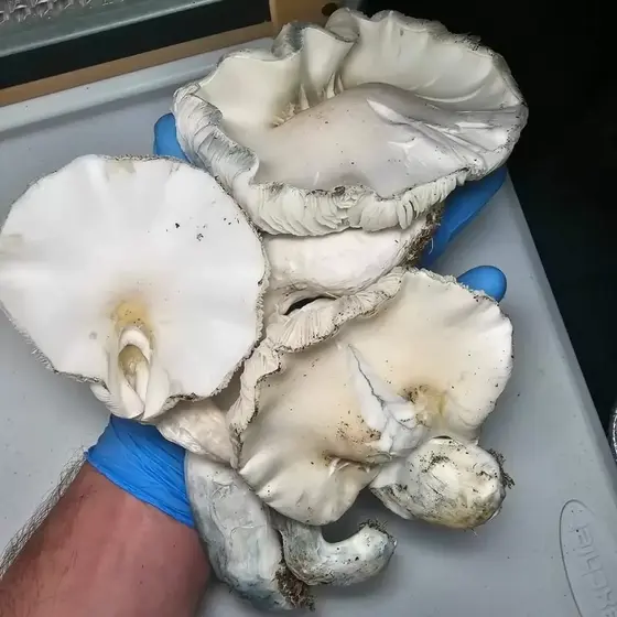 Albino Jedi Mind F*** Research Plate