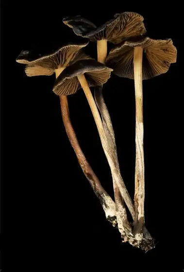 Psilocybe Mexicana "Monte Grande" Swab Set