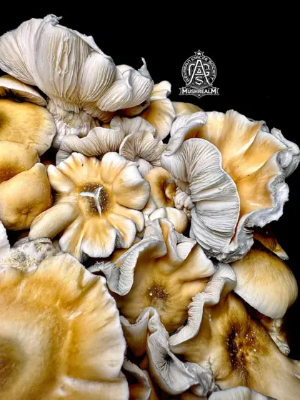 Brass Barnacles - Isolated Spore Syringe