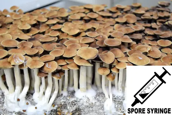 Psilocybe cubensis : Mazatec Spore Syringe (MS) by Sporeworks