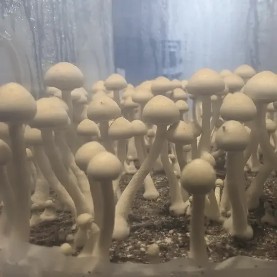 Albino A+ 10mL Multi-Spore Syringe by Sonoran Spores