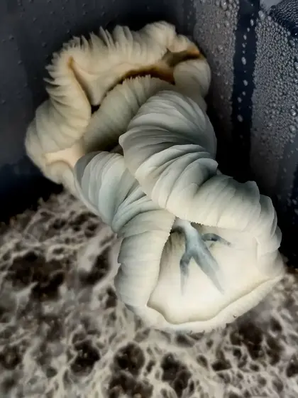 Forseti (Albino JMF x Bi-Frost)