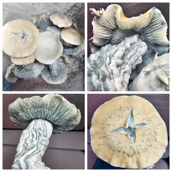 AlNaPe Research Plate