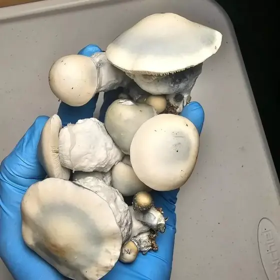 TAT Smurf Research Plate by Fungus Frequency
