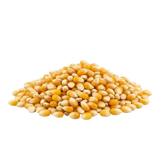 Grain - popcorn