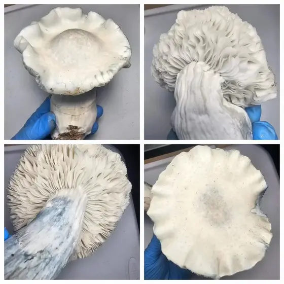 Albino Penis Envy (APE) 338 Research Plate