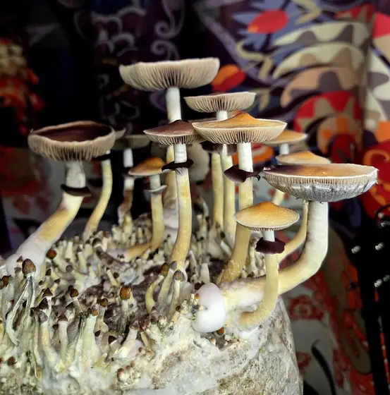 Angkor Mindbender - Spore Swab Set