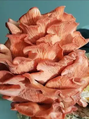 Pink Oyster (Pleurotus Djamor) Culture Plate by Fungus Frequency