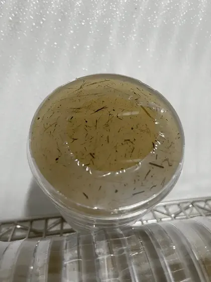 Tortoise, Donkey or Alpaca Manure Agar Plates